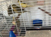 6 canaries for sale