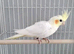 Male Cockatiel