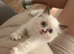 Ragdoll beautiful girl Ready now