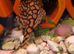 Honeycomb Plecos L519 Rio Itenez
