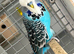 Budgies available