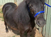 ***Perfect Therapy/Show/Companion Mini Shetland For Sale***