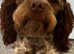 Stunning Cockapoo Dog