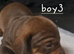Miniature dachshund pups