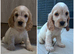 KC STUNNING SHOW TYPE COCKER SPANIELS