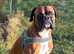 Our handsome boxer dog, offered for stud! Heart score 0