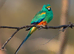 Pair of Mulgas
