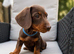 1 boy left! Miniature dachshund puppy