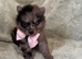 Beautiful Merrill puppies