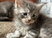Tica registered Maine coones