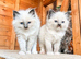 Beautiful ragdolls