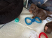 4 stunning miniature dachshund puppies