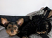 Yorkshire terrier female puppy