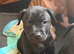Staffy puppies