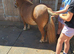 6yo shetland mare