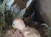 Baby lovebirds for hand rearing