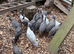 Guinea Fowl