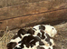 Springer spaniel puppies