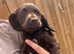 Cocker spaniel pups