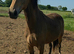 Very pretty dun 3yr filly ready to produce