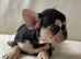 French Bulldog Puppy!