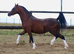Registered Section A Filly