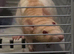 2 young female rats & large cage.