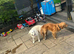up date scan in pics due 19th June