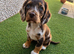 Chocolate Merle cocker spaniel