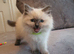 Beautiful GCCF Blue Point Ragdoll Kitten.