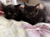 Beautiful Kittens
