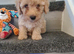 Tiny fluffy jackapoo pups