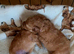 Beautiful 2 Toy Poodles
