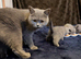 Bella- BSH for Rehoming! I can deliver if that's any help.