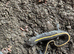 Italian Crested Newts