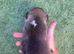 Jack Russell puppies