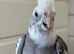 Cockatiel