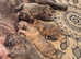 Stunning Cane Corso pups