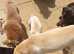 Kc registered cream labrador boy