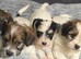 Beautiful Jackapoo Girl and boy puppies looking for there forever homes