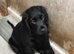 2 cocker spaniel puppies