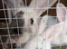 Baby boy bunnies