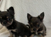 Chihuahua puppies