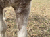 Beautiful sweet mare with silver dapple cob foal at foot