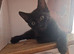 Kittens for rehoming