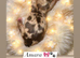 Beautiful Choco & Choco Merle Puppies Available