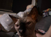 Three Beautiful Sphynx Cats &ndash; Microchipped & Vaccinated (Aged 5 & 1)