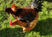Fertilized chicken eggs for sale in London