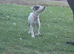 We have 1 puppie left English bull terrier cross staffy cross german sheapard