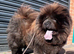 MINI CHOW SISTERS REHOME